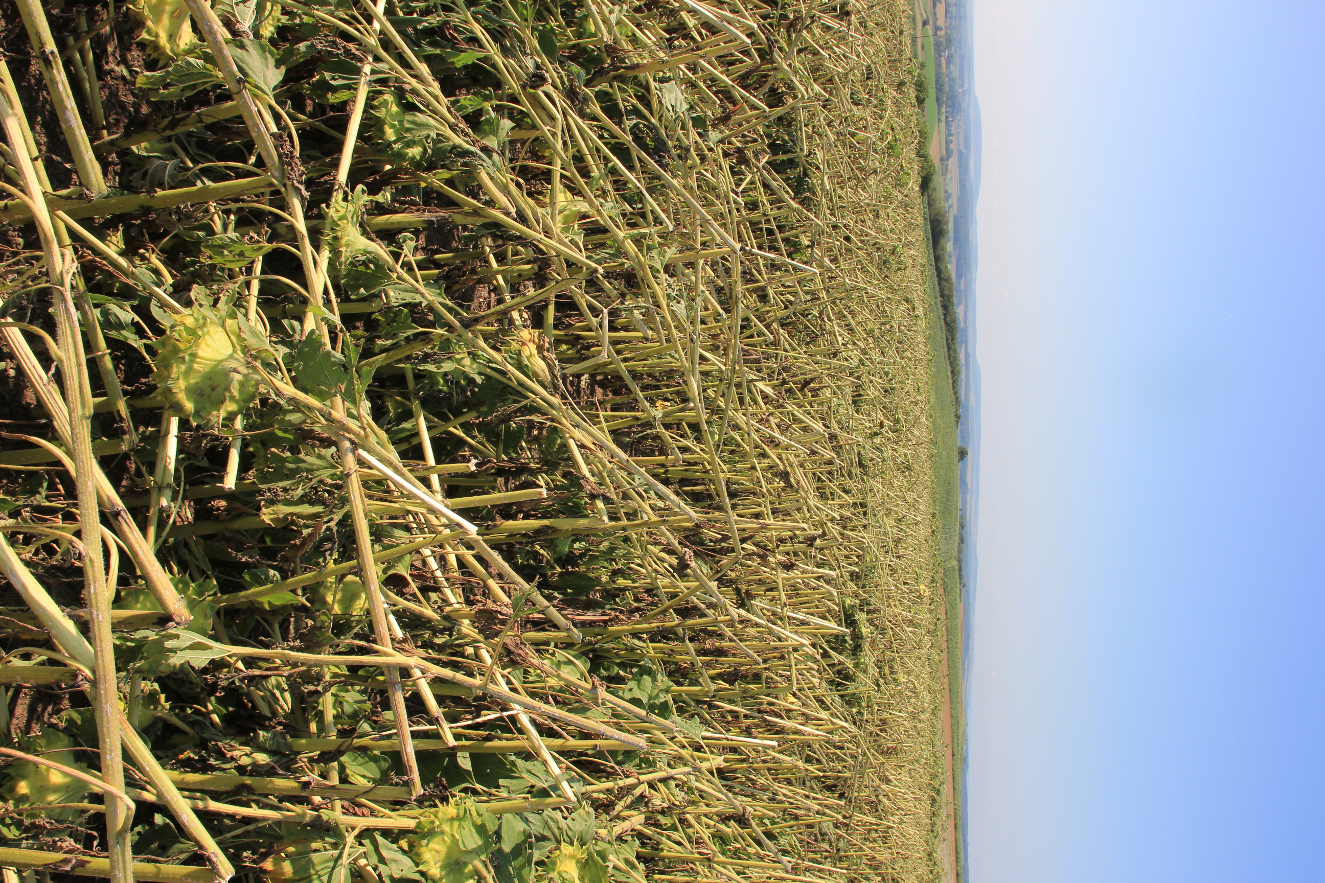 Cette parcelle de tournesol est entièrement détruite. Les impacts de grêle sont nettement visibles. Photo : DR