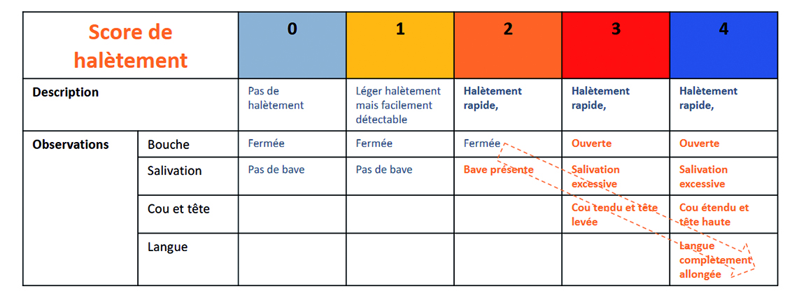 Le halètement peut être mesuré par des observations simples. Source : Idele Le halètement peut être mesuré par des observations simples. Source : Idele