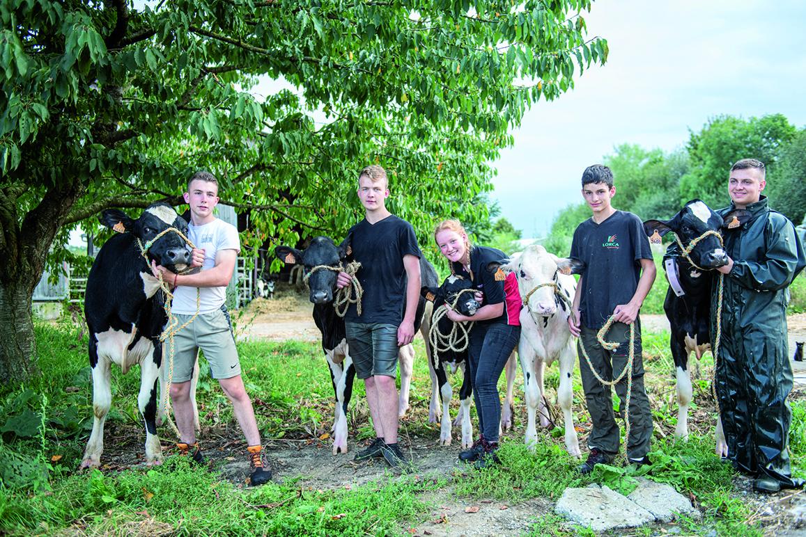 Des élèves de Bac pro Conduite et Gestion de l’Entreprise Agricole en pleine préparation des cinq génisses de la ferme des Mesnils qui vont concourir sur le ring d’Agrimax en octobre prochain. photo S. Galonnier