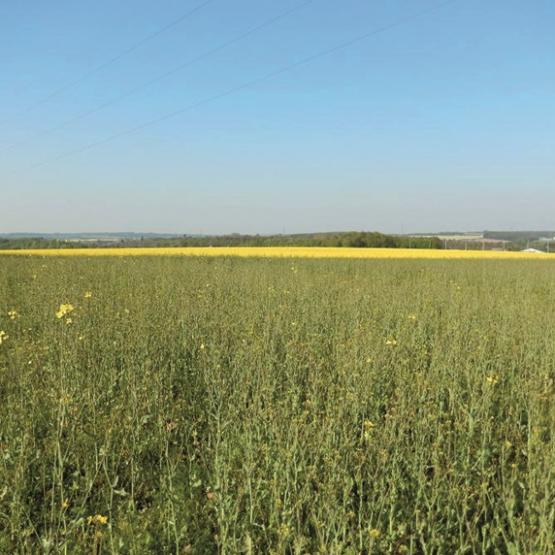 Seul le maintien de la culture, même sans potentiel, ne doit pas faire l’objet de modification, sinon dans tous les cas, l’agriculteur doit signaler les changements dans les parcelles concernées. Photo : DR