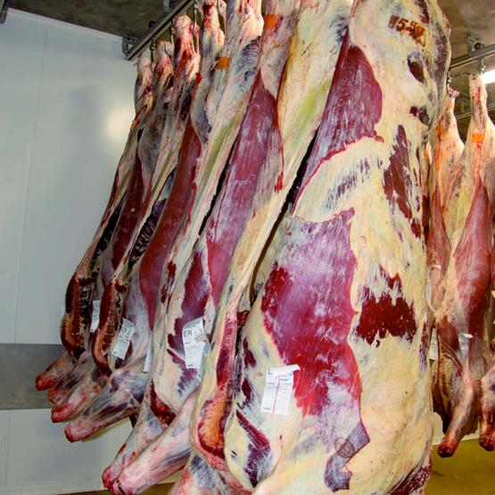 En viande bovine, l’accord prévoit des contingents tarifaires supplémentaires de 10.000 tonnes à importer avec un droit réduit de 7,5 %. Photo DR