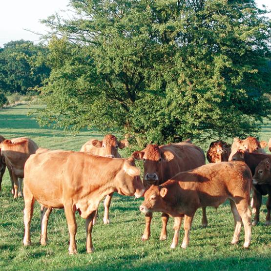 Les éleveurs ayant été impactés par des pertes liées à la Fco doivent se déclarer à la Ddt, et transmettre le bordereau de déclaration de force majeure téléchargeable dans la rubrique formulaires et notice 2025 sur Telepac. Photo Y. Derhille