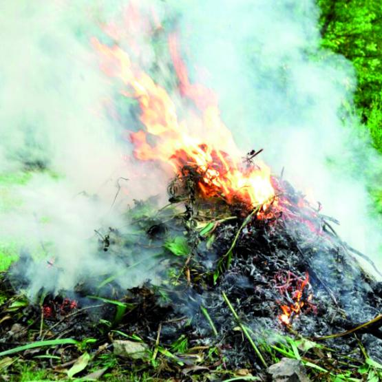 Les exploitant agricoles sont autorisés à brûler leurs déchets verts tels que les résidus de taille. Photo DR