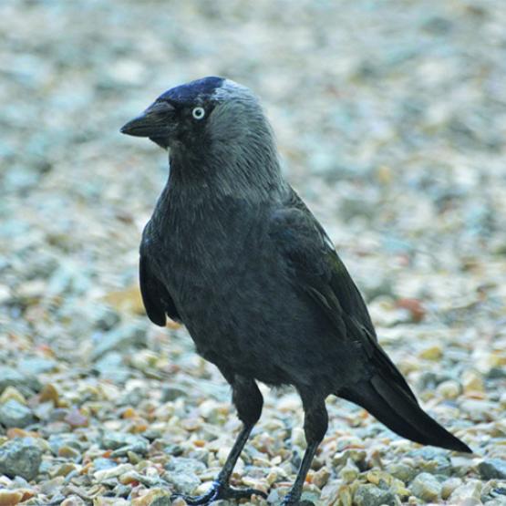 De nombreux observateurs signalent la présence de plus en plus nombreuse des choucas en Moselle. Attention, cette espèce protégée ne rentre pas dans le plan de lutte collective. Photo DR