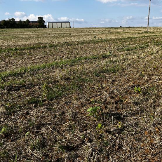 La dérogation porte uniquement sur l’implantation des couverts, les autres mesures du programme d’action nitrates sont à respecter, notamment concernant les épandages d’effluents. Photo YD