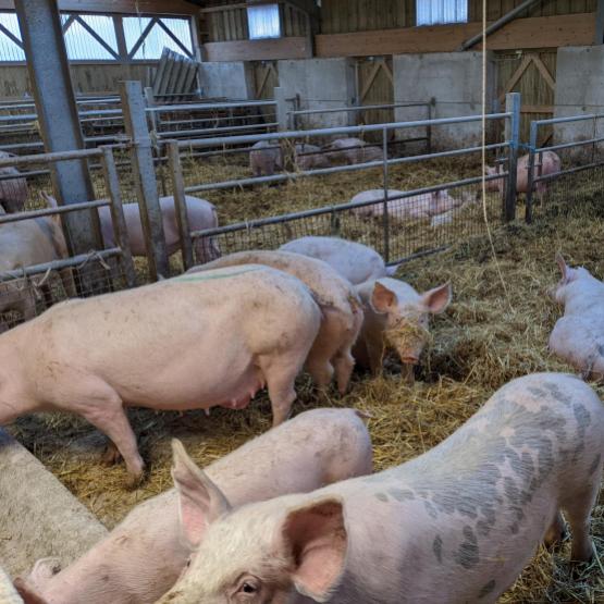 Les porcs sont élevés sur aire paillée et ont accès à un espace extérieur. Photo : A.Legendre