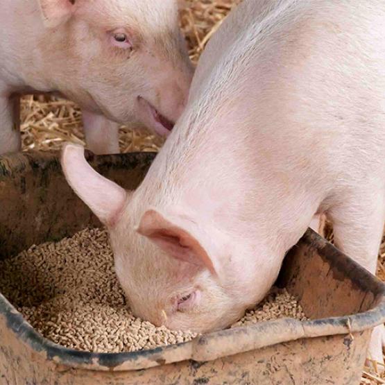 La gestion des effluents (48 %) et l’alimentation (48 %) qui constituent les principaux postes des Ges pour les porcs. Photo Actuagri