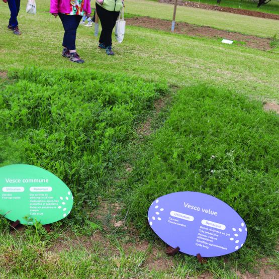 La vesce velue et la vesce commune, toutes deux utilisées lors des essais ont été exposées au Salon de l’herbe. Photo DR