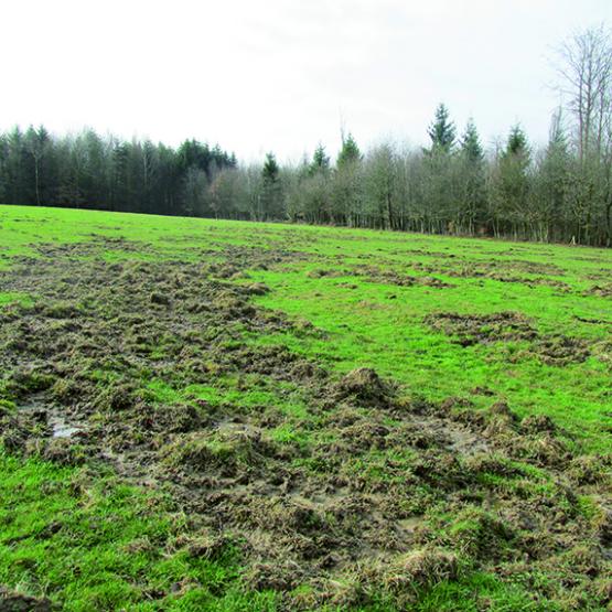 Tout dégât de sanglier doit être déclaré au Fdids par télédéclaration, puis estimé en présence de l’exploitant. Photo DR