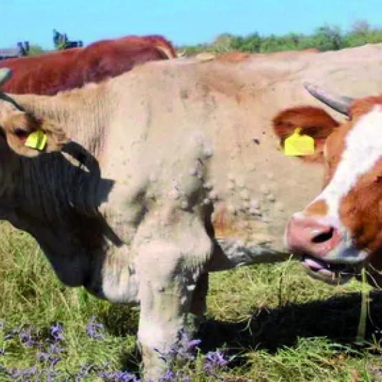 Le premier signe cutané est l’apparition d’un hérissement des poils, suivi par des nodules durs indolores, préférentiellement sur le cou, les membres et la mamelle (photo site de l’Efsa). Photo GDS