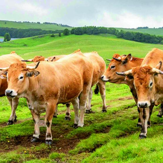 Entre 2024 et 2025, la production a continué de diminuer en viande bovine. Photo Actuagri