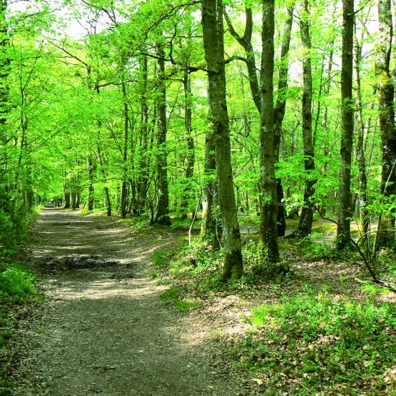 La forêt de Moselle occupe 30 % du territoire, et génère une activité économique dynamique liée à la qualité de ses bois reconnue mondialement. Photo DR