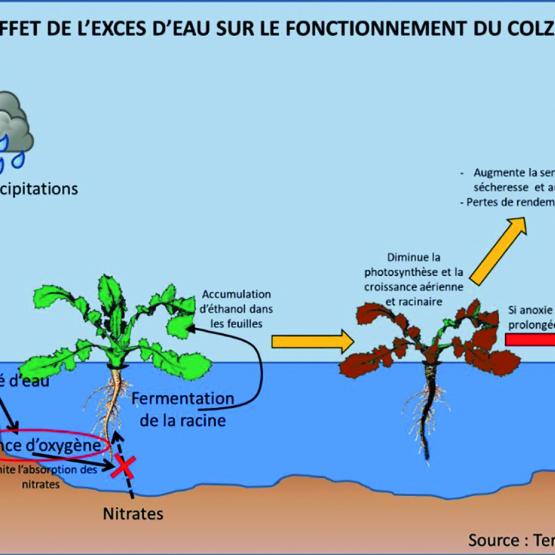 Effet de l’excès d’eau sur le fonctionnement du colza. Source Inovia