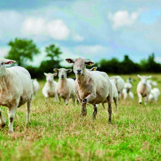 Les conditions météorologiques sont favorables au développement du moucheron, vecteur de la maladie. Photo DR