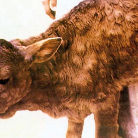 Les animaux infectés présentent des signes de fièvre ainsi que des nodules sur la peau. Photo DR