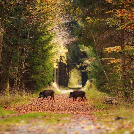 Le bilan des tableaux de chasse attribués à l’usage de la lunette thermique argumentera la pérennisation de ce nouveau moyen de lutte contre les excès de populations de nuisibles. Photo Actuagri