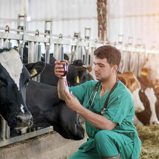 Comme attendue, la vaccination préventive contre la dermatose nodulaire contagieuse déjà démarrée dans les départements pyrénéens sera étendue au Tarn et à l’Hérault. Photo actuagri