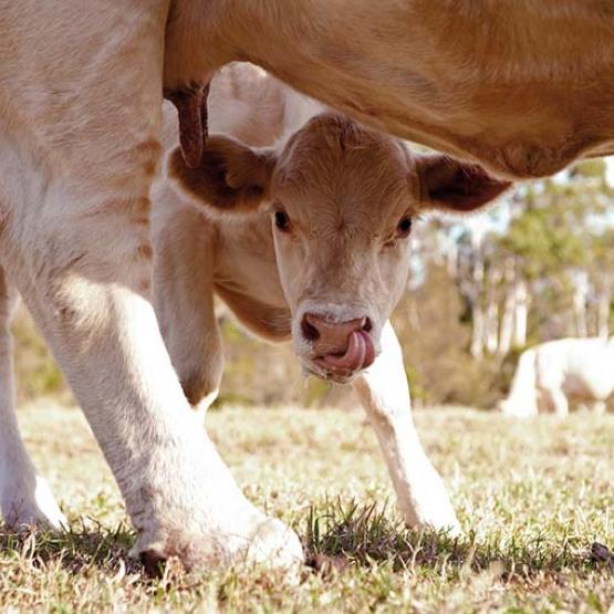 La baisse des exportations n’épargne aucune race bovine avec cependant un désintérêt prononcé pour la Charolaise. Photo Actuagri