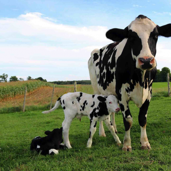 En Union européenne, une partie des consommateurs se détourne de la viande bovine trop chère à l’achat. Photo Actuagri