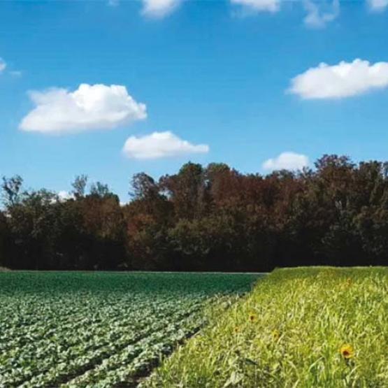 Sur ces sites d’expérimentation, la rotation des cultures repose sur l’alternance de six à sept productions. Photo Actuagri