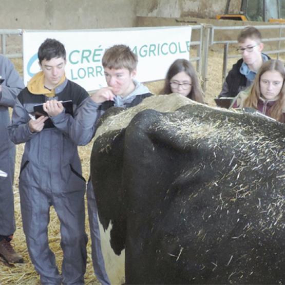 Concours départemental de pointage catégories Prim’Holstein et Limousines. Photo DR