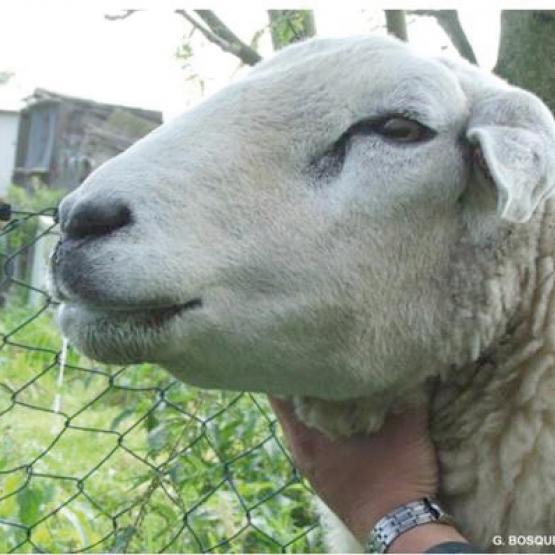 Fco ovin : œdème de l’auge, hypersalivation. Photo G. Bosquet