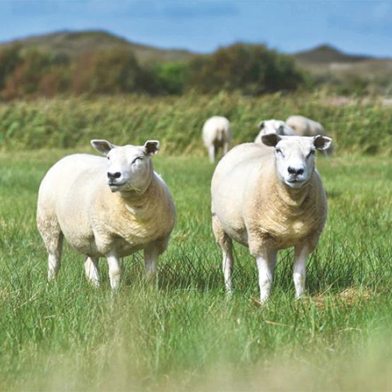 L’étude sur les revenus de l’Idele prend aussi en compte les pertes générées par la Fco et de la Maladie hémorragique épizootique. Photo Actuagri