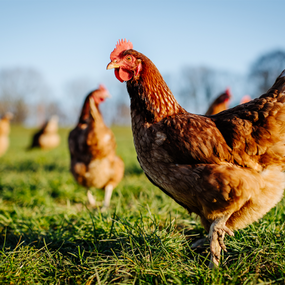 Une carcasse de poulet sur deux consommée sur le territoire  (52 %) provient désormais de l’étranger. Photo Actu