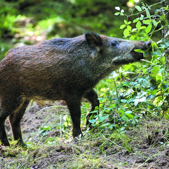 Les chasseurs ne peuvent se poster qu’en dehors du périmètre de circulation des engins agricoles. Photo DR