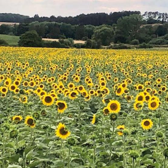 Hausse annuelle de la sole de tournesol de 10,7 %. Photo DR