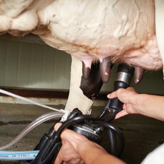 Malgré une collecte en hausse, les éleveurs laitiers et la FNPL restent inquiets face à la pression des importations et à la fragilité des prix pour les mois à venir. Photo DR