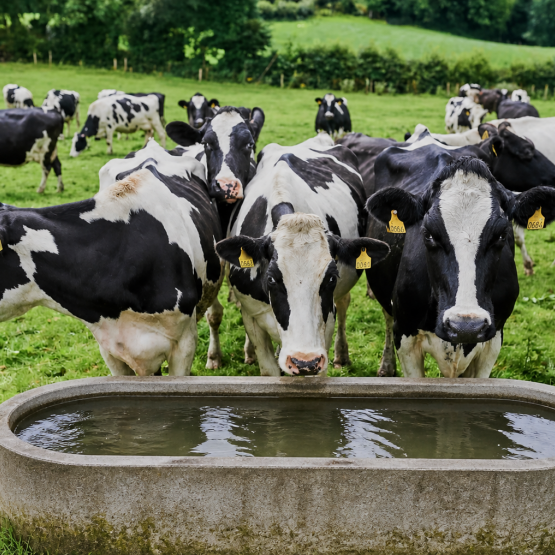 Un abreuvement de qualité et à volonté est essentiel pour éviter les problèmes sanitaires et préserver les performances des troupeaux. Photo DR