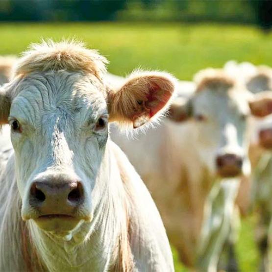 Aucune catégorie d’animaux n’est épargnée par cette correction de prix. Photo Actuagri