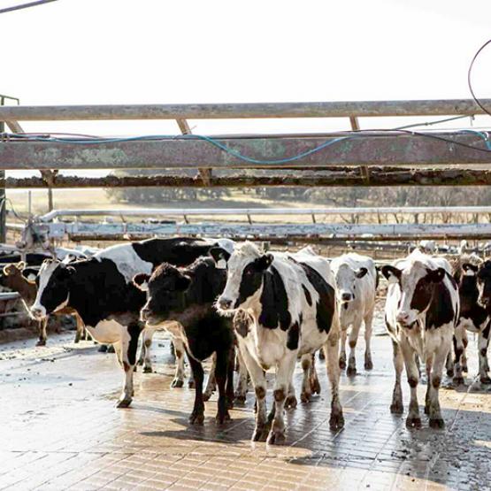 Les éleveurs laitiers veulent assouplir les règles pour conserver les capacités d’exportation de leurs produits. Photo Actuagri