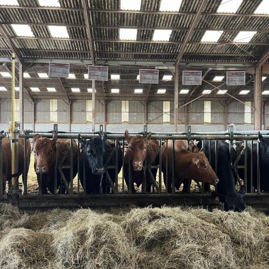 L’après-midi a été consacrée à la visite de la ferme de Louis Remy. Près de 80 animaux Redyblack ont pu être admirés par les éleveurs présents. Photo Bovinext.
