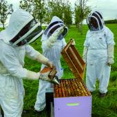 Les apprenants, novices pour la plupart, se sont transformés, en quelques semaines, en apiculteurs et apicultrices en herbe 