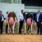 Antimonium et Gourmande, meilleures mamelles des concours Prim’Holstein et Red Holstein. Photo : Améline Perrin
