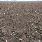 Arvalis étudie divers corvifuges. Photo : D.Lasserre/Arvalis