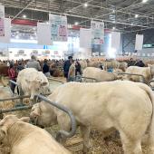 Le concours Charolais a débuté le jeudi 24 octobre dans le hall B du salon Agrimax. Pour chaque édition, la race Charolaise est pourvoyeuse des plus gros effectifs d’animaux en concours. Photo Pierre Divoux