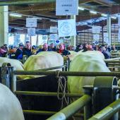 Les visiteurs étaient nombreux dans les allées de la halle aux  bestiaux, mercredi 2 avril. Photo DR