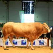 Même si ses effectifs en concours n’égalent pas les races les plus représentées, la Blonde d’Aquitaine est une fidèle des rings du salon professionnel Agrimax. Photo DR