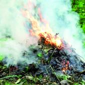 Les exploitant agricoles sont autorisés à brûler leurs déchets verts tels que les résidus de taille. Photo DR