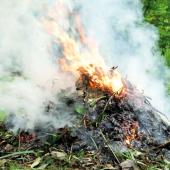 Les exploitants agricoles sont autorisés à brûler leurs déchets verts tels que les résidus de taille. Photo DR