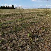 La dérogation porte uniquement sur l’implantation des couverts, les autres mesures du programme d’action nitrates sont à respecter, notamment concernant les épandages d’effluents. Photo YD