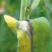 Tâche de sclérotinia sur feuille de colza. Photo : Laurent Jung