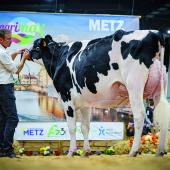 La grande championne Agrimax 2024, Wilt Entity (Chief Stan),  du Gaec Wilt, Dachstein (67). Photo DR