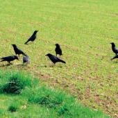Le renard, la fouine, le corbeau freux, la corneille noire, la pie bavarde et l’étourneau sansonnet sont renouvellés comme Esod. Photo DR