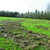 Tout dégât de sanglier doit être déclaré au Fdids par télédéclaration, puis estimé en présence de l’exploitant. Photo DR