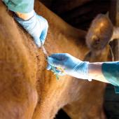 Comprendre la vaccination. Photo Actuagri