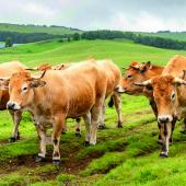 Entre 2024 et 2025, la production a continué de diminuer en viande bovine. Photo Actuagri